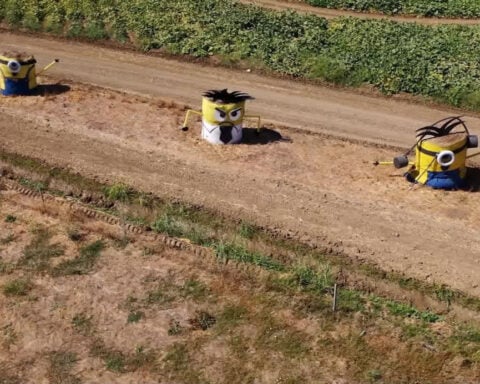 ‘They help let you know you’re home’: Hay bale Minions to remain along I-80 in Dixon