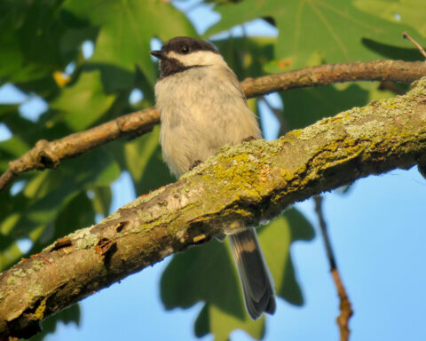 Scientists identify two of the world’s noisiest birds – and they’re as loud as a jackhammer