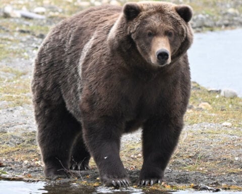 Gentle giant Backpack declared winner of Alaska's Fat Bear Week