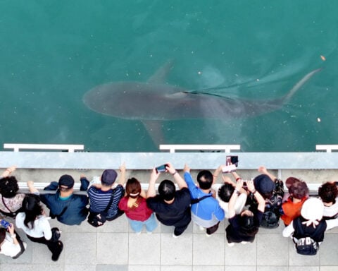 South Korea embraces a huge shark slowly circling a canal in the country's biggest port city