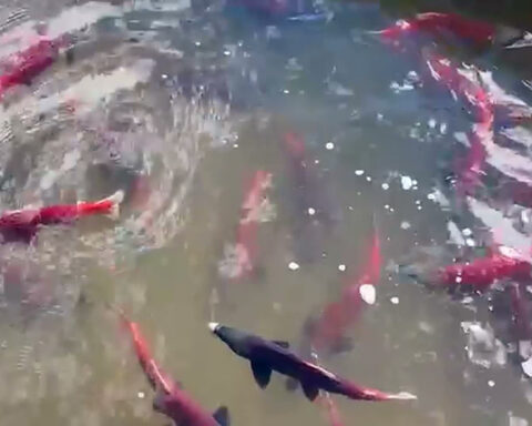 Kokanee salmon bring fall deep reds to Northern Utah streams