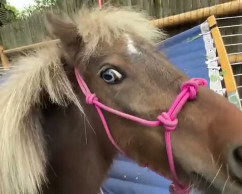 Owner to challenge ruling on miniature horse Clover