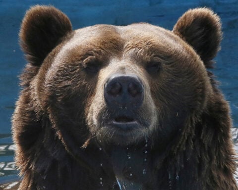 Russia draws up measures to control bear population after spate of deadly attacks