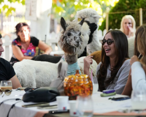 Not your everyday coffee in a Serbia cafe. Enjoy it in the company of alpacas