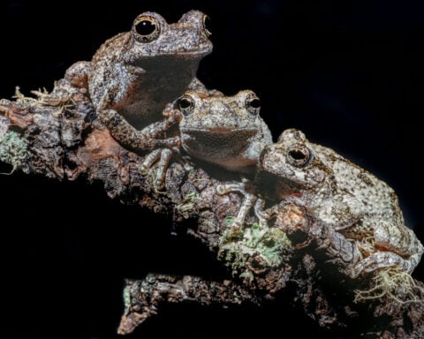 Too many males to choose from can overwhelm female frogs – and change who gets to mate