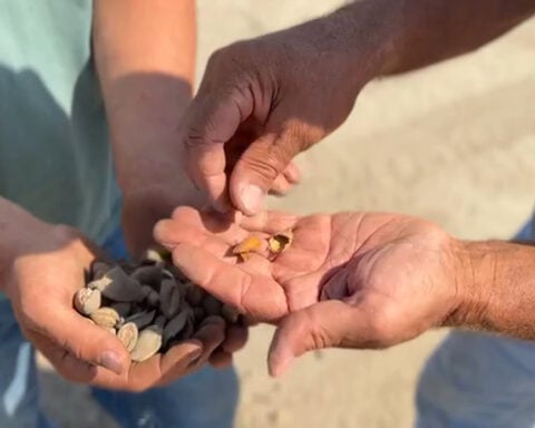 Almonds take top spot in San Joaquin County crop report as farmers face rising costs