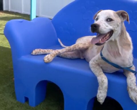 Man accused of neglecting, starving dog, sheriff's office says