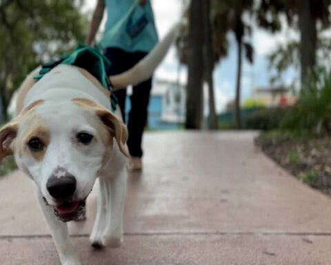 Rescue dog gets a special job helping local children