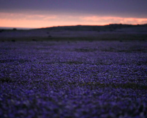 Earth’s driest desert is covered in wildflowers right now