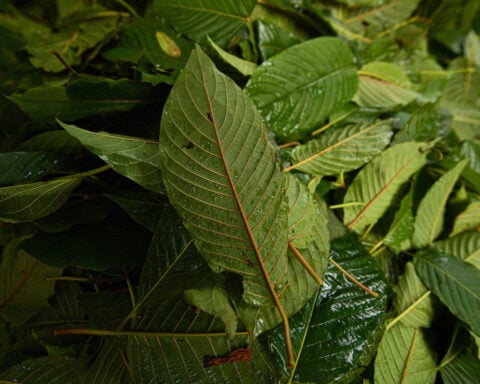 What’s the difference between kratom and drugs like 7-OH? Explaining the products found near dead Ole Miss students