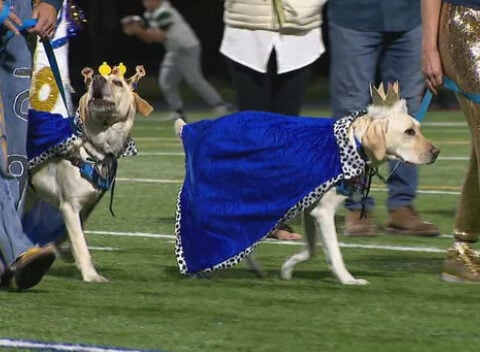 Therapy dogs crowned homecoming royalty at Colorado's Evergreen High School