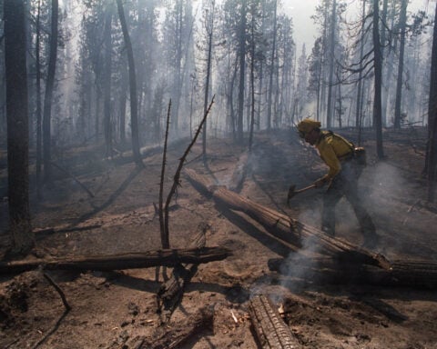 Why even resilient forests are struggling to regrow after wildfires