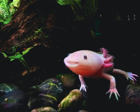 Why can’t people regenerate limbs like salamanders?