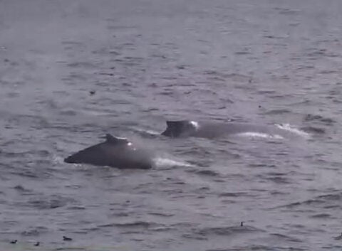Humpback whales fill Monterey Bay, offering perfect whale-watching conditions
