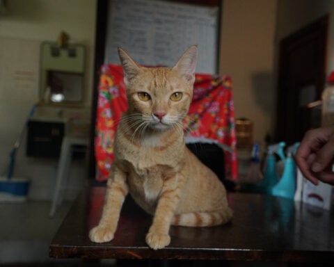 Vietnamese police arrest 12 suspected of prowling city streets at night, snatching cats for meat