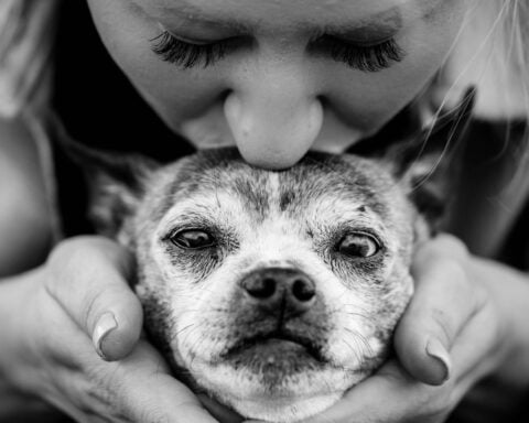 Why old dogs might be able to teach Alzheimer’s researchers new tricks