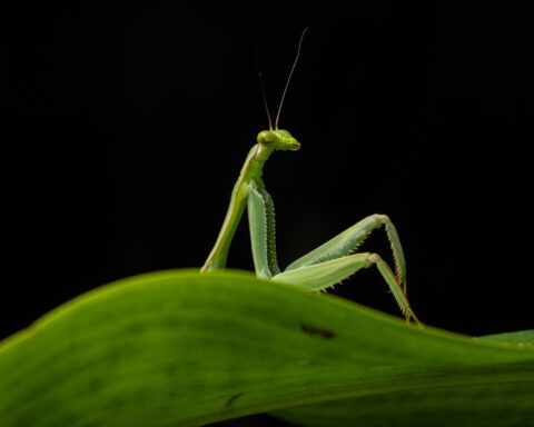 Hilarious animal photos from this year’s Comedy Wildlife Awards