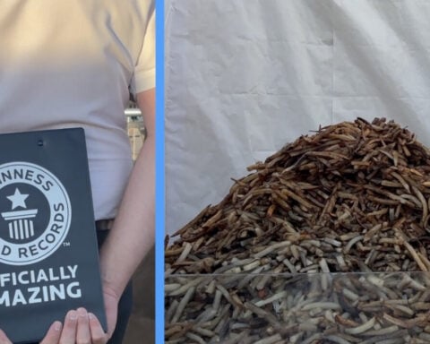 Idaho sets new Guinness World Record for largest serving of French fries