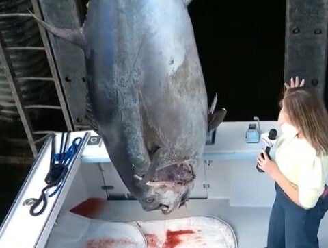 1,116-pound bluefin tuna catch sets New Hampshire record