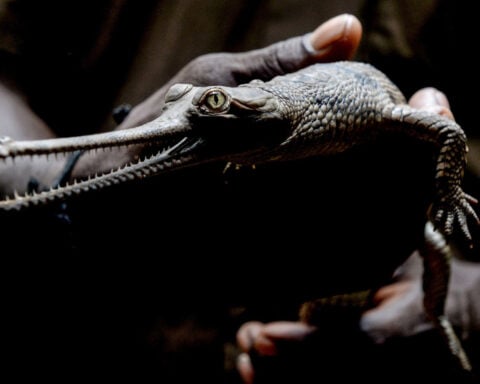 Scientists name ancient crocodile species found in rock that built the Great Sphinx