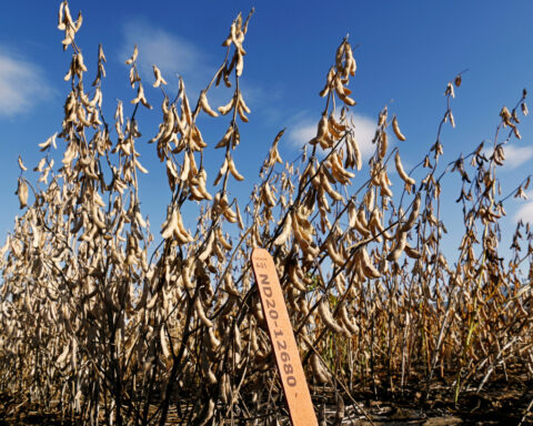 North Dakota rides soy boom, fueled by biofuels and China