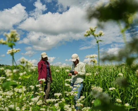 Buckwheat growers hope new markets can help it reach more tables