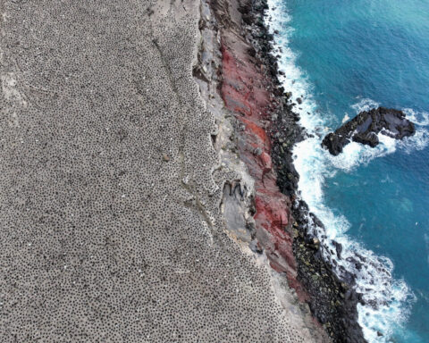 This island was home to the planet’s largest penguin colony. Here’s why it just lost that title