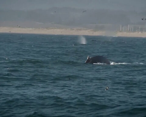 Humpback whales fill Monterey Bay, offering perfect whale-watching conditions