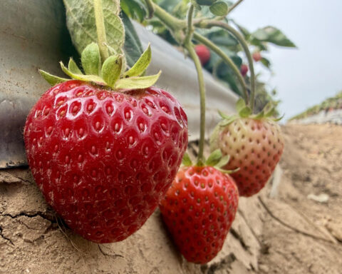 Strawberry farmer hopes steam holds the key to healthy soil and a better crop