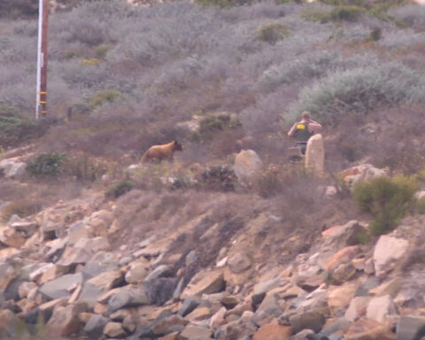 Unusual sighting! Young black bear spotted at Morro Rock
