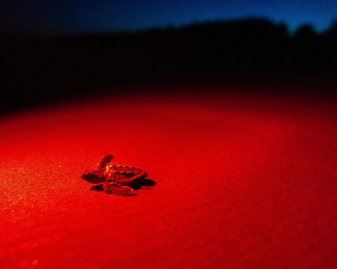 Peek inside Georgia’s record-setting sea turtle nesting season