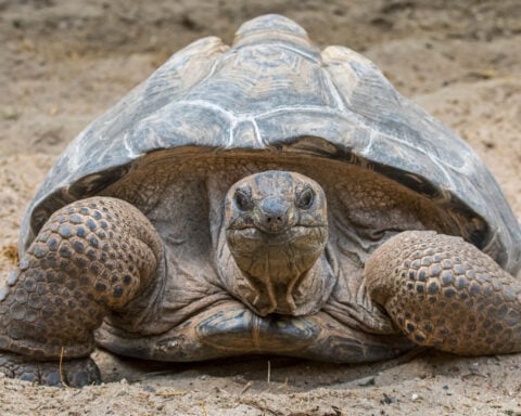 Once near extinction, these giant tortoises now outnumber people in the Seychelles, survey finds