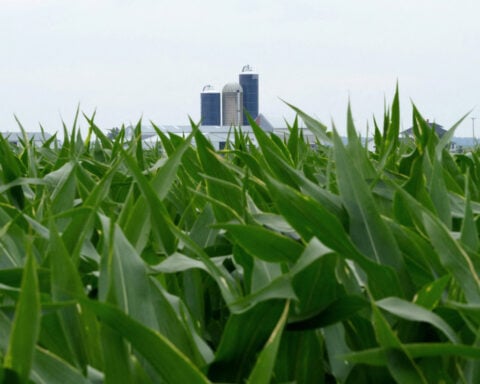 Bigger US corn stocks fuel doubts about USDA livestock feeding data