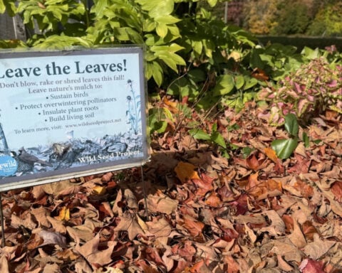 Why fall yard care could start with doing less – but not nothing