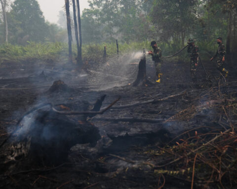 Wildfires threaten Indonesia's orangutans as rescuers find injured animals