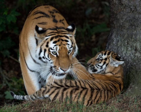 Man dies after entering tiger enclosure at UK wildlife park, police say