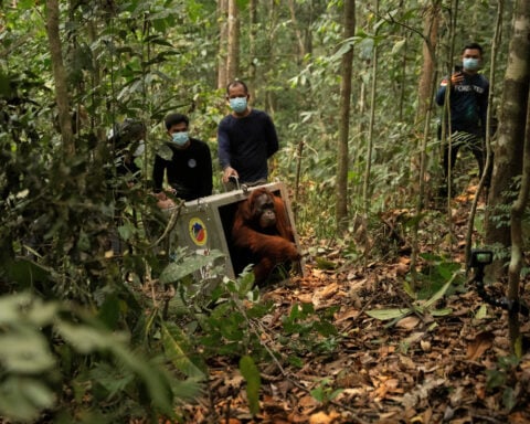 Indonesia moves 8 endangered orangutans to safety after Borneo fires