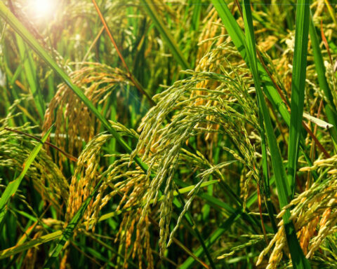 Ancient people relied on genetic variation already present in wild plants to domesticate crops like rice and corn