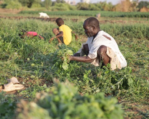 Sudan's famine risk worsened by conflict, drought and funding shortages, report says