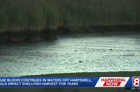 "Massive shellfish die-offs continue" along Maine coast due to red tide