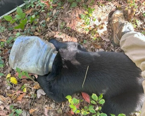 Black bear cub with head stuck in jar for days rescued by N.C. wildlife officials