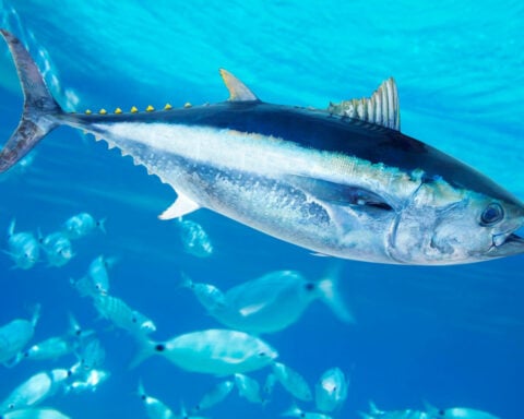 Hooked on tuna: People have been harvesting these ocean predators for 44,000 years