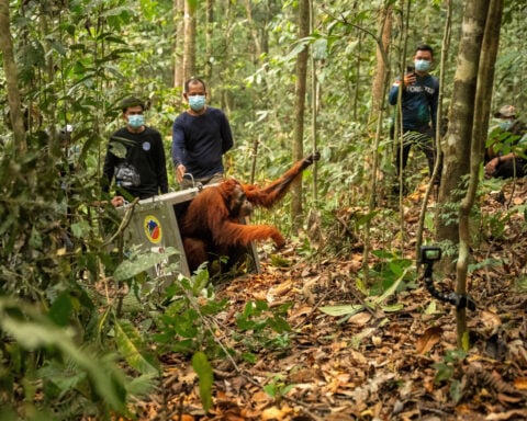 Indonesia relocates 8 orangutans into protected forest after rescue from wildfires
