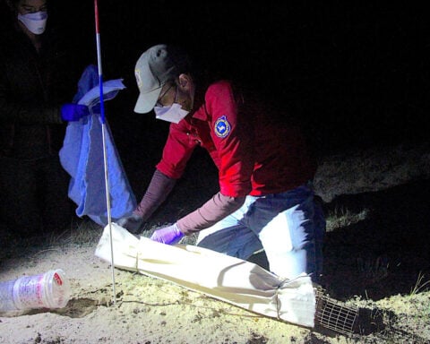 No black-footed ferrets found in Meeteetse, 40 years after a rescue saved the species