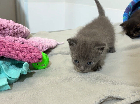 Surviving kittens recovering after being buried alive
