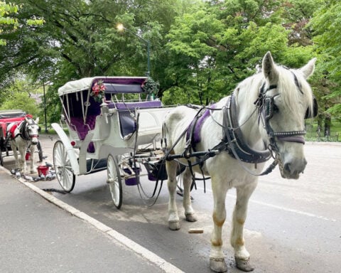 New York City’s iconic horse-drawn carriages expected to take their last trot