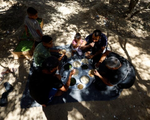 Gazans harvest dregs of olive groves bulldozed and cut off by Israel