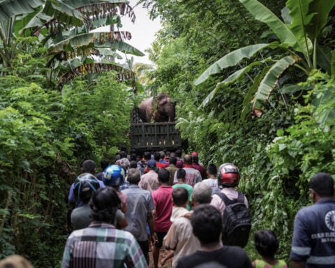 In Sri Lanka, human-elephant conflict takes deadly toll