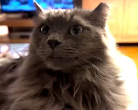 Cat missing 571 days reunited with Connecticut family after epic journey