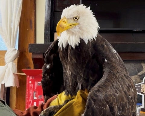 Bird flu caused the death of Jackie, a California bald eagle who captured hearts